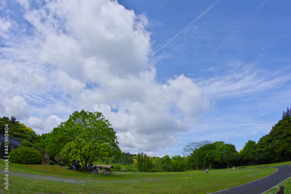 広い緑の公園の一本の木の下で休む遠足 広い緑の公園の一本の木の下で休む遠足