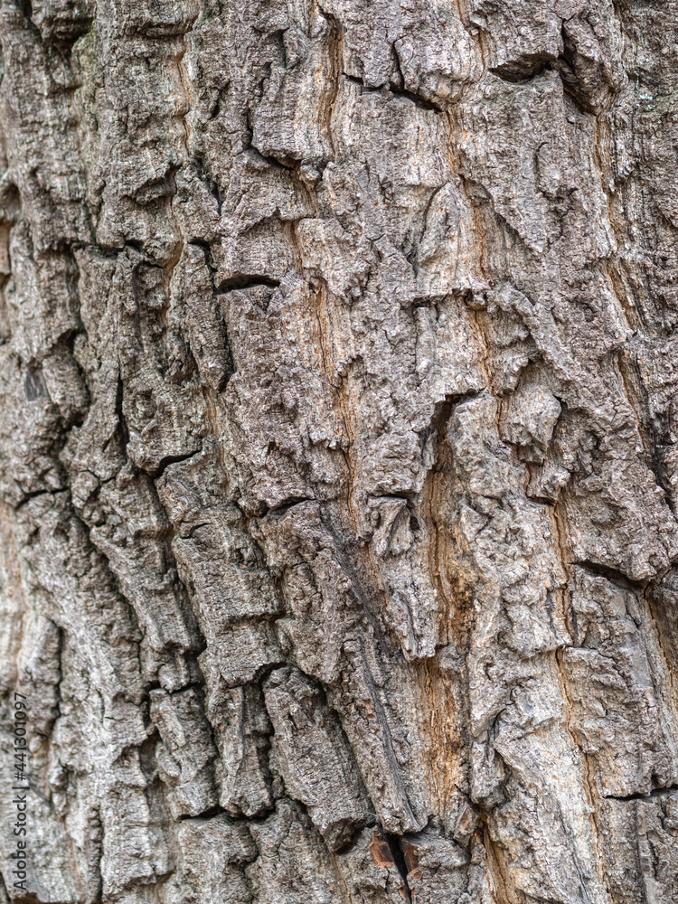 The texture of the bark of an old willow The texture of the bark of an old willow