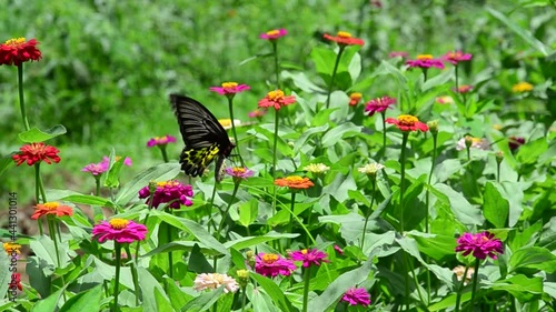 butterfly and flowers