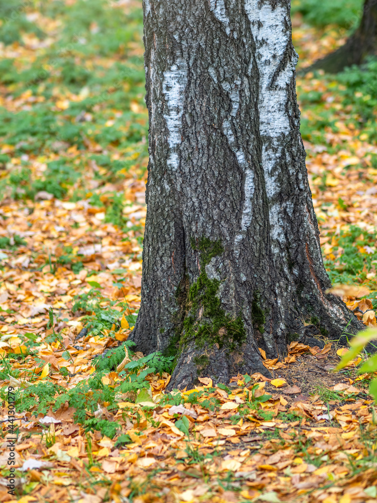 Birch trees in autumn park with yellow leaves on the ground. Birch trees in autumn park with yellow leaves on the ground.