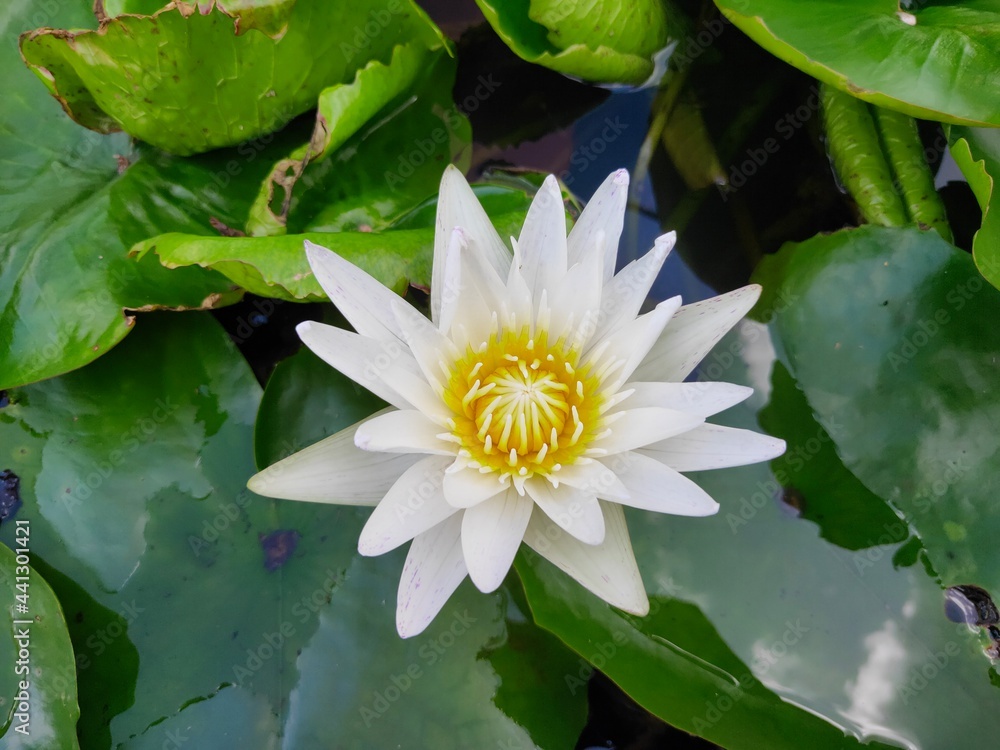 white water lily