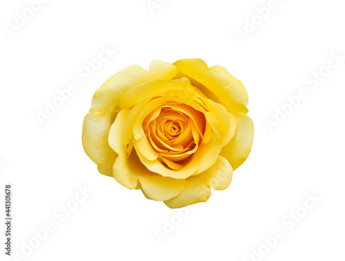 Isolated top view of yellow rose flowers on white background