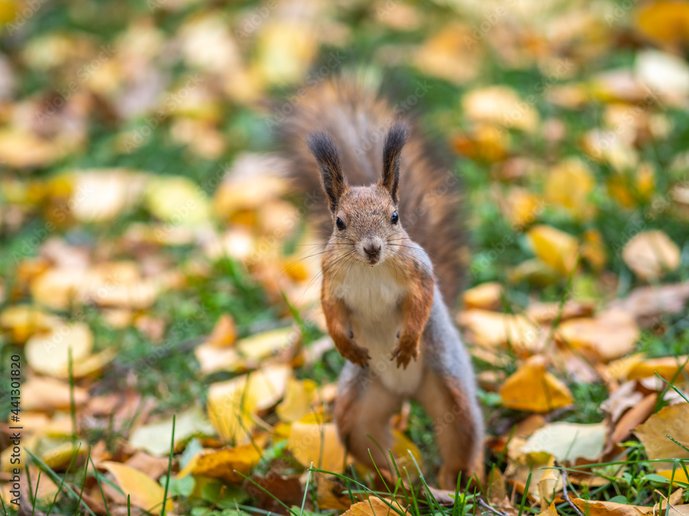 Autumn squirrel on green grass with fallen yellow leaves Autumn squirrel on green grass with fallen yellow leaves