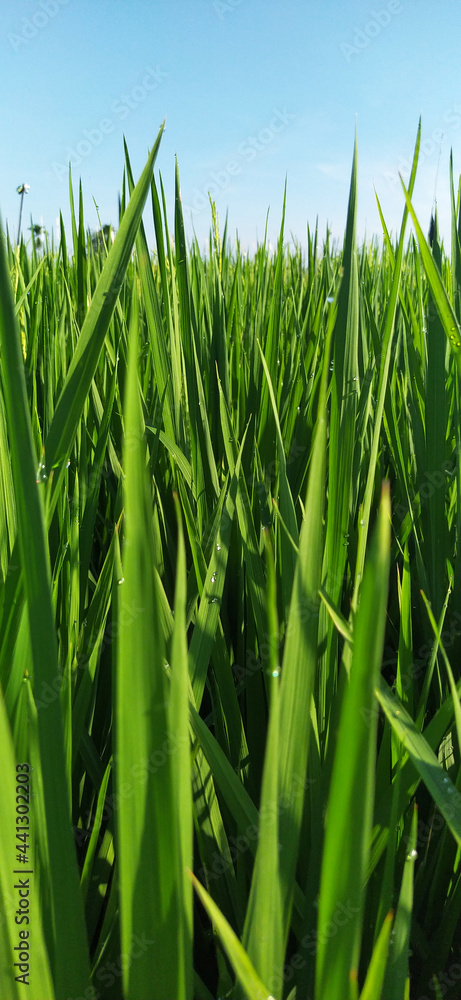 Obraz premium Closed up of rice leaf against blue sky