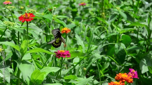 Butterflies and flowers blooming