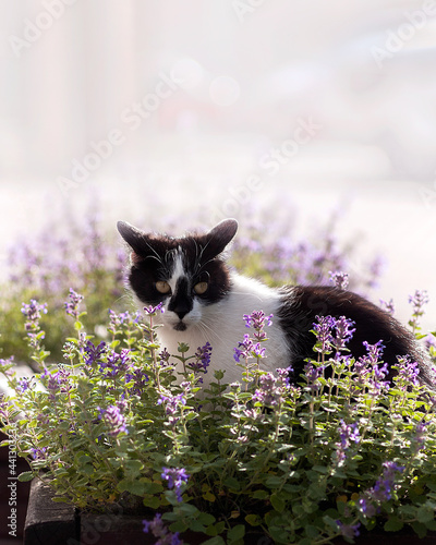 Słodki kotek czarno biały w otoczeniu kocimiętki i ciepłym popołudniowym słońcu.