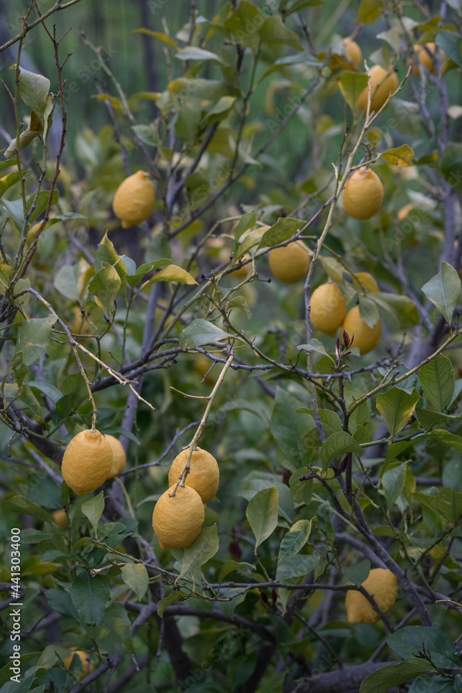 Lemon tree with ripe fruits in the garden.