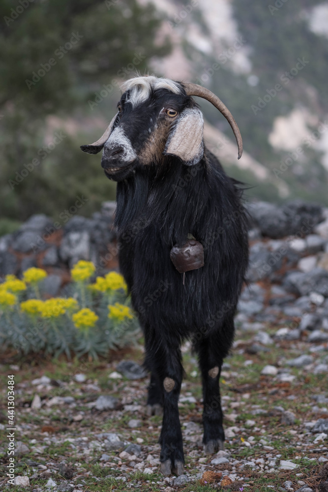 Black and white goat met on a mountain trail Black and white goat met on a mountain trail