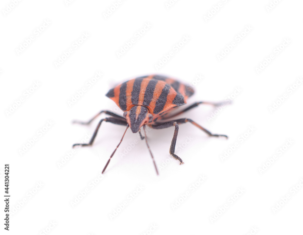 One striped beetle. One striped beetle.