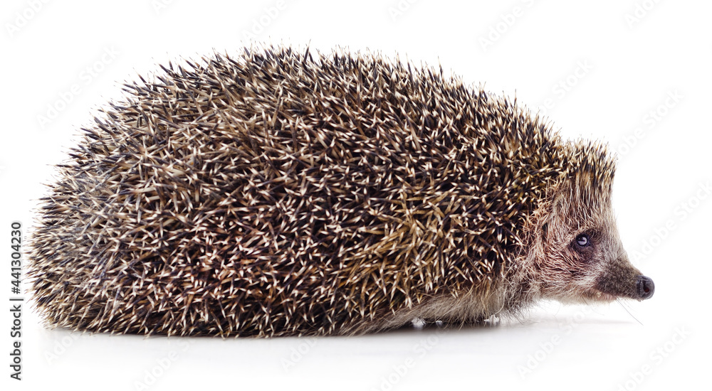 Obraz premium One big brown hedgehog.