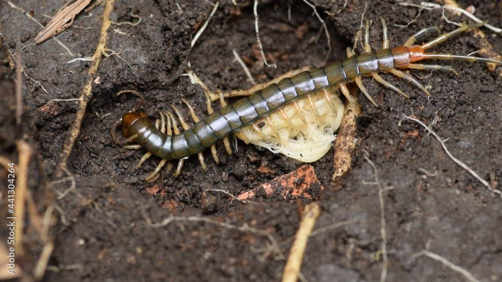 centipede mother and her child in a clay pit. centipede mother and her child in a clay pit.