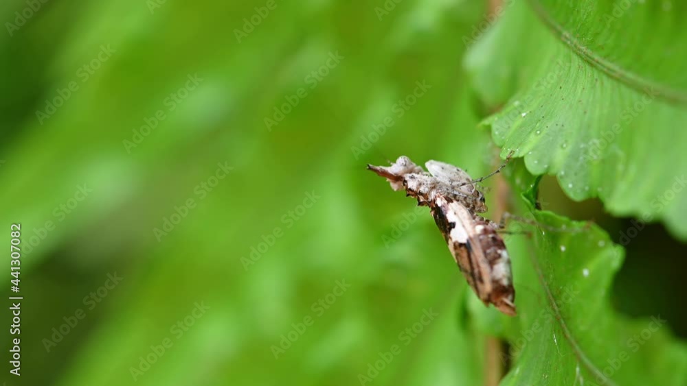 4K Close Up of Ceratomantis Saussurii Praying Mantis on a Green Leaf in a Forest at 30FPS as seen from its back walking away. 4K Close Up of Ceratomantis Saussurii Praying Mantis on a Green Leaf in a Forest at 30FPS as seen from its back walking away.