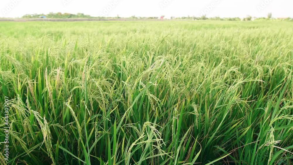 Large rice plantation. Panoramic view of rice plantation in Asia. Large rice plantation. Panoramic view of rice plantation in Asia.