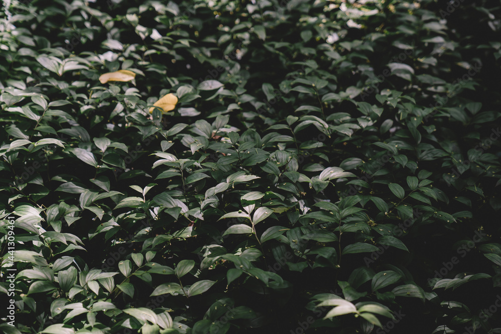leaves on the tree leaves on the tree