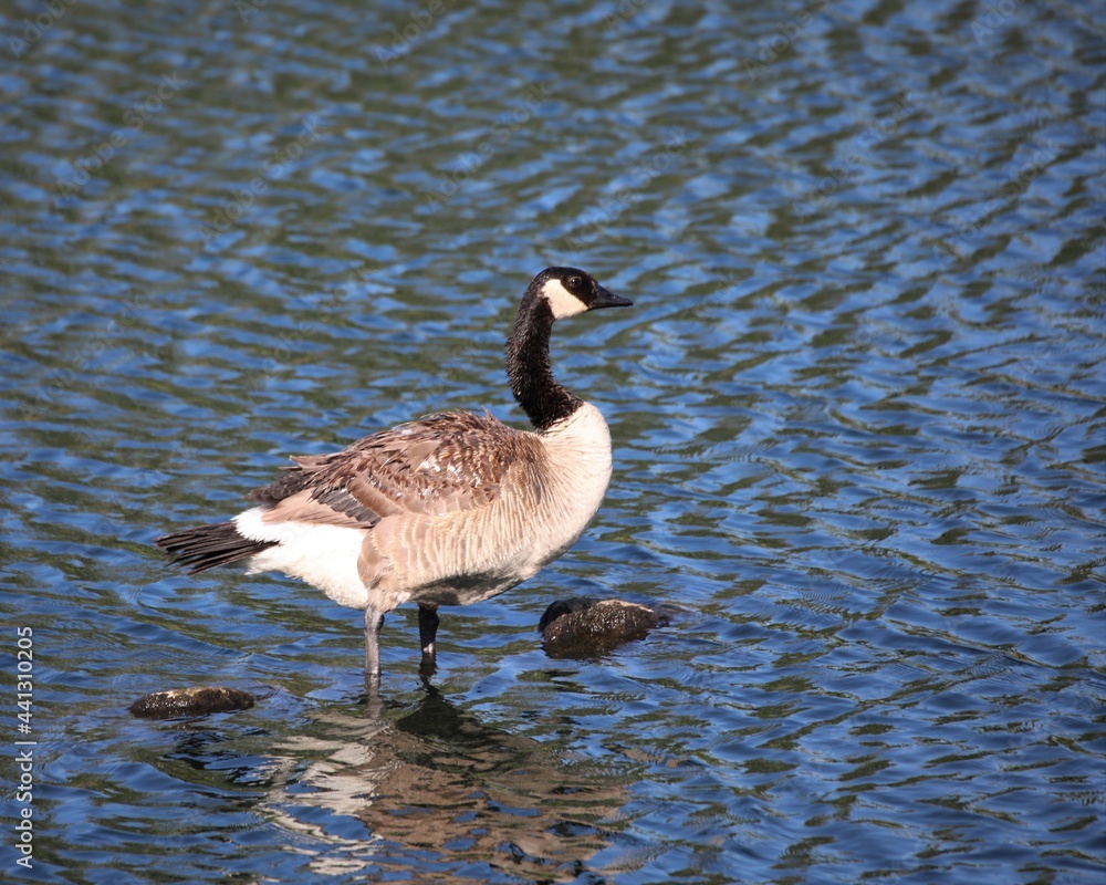A Canadian Goose in a Wetland in the Heart of El Dorado Hills, California A Canadian Goose in a Wetland in the Heart of El Dorado Hills, California