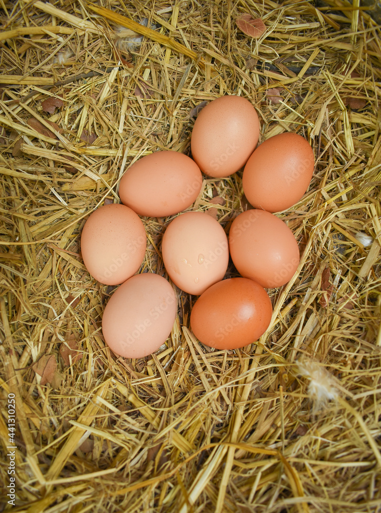 Free Range Chickens (Hen laying eggs)