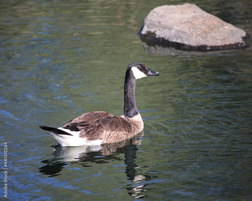 A Canadian Goose in a Wetland in the Heart of El Dorado Hills, California A Canadian Goose in a Wetland in the Heart of El Dorado Hills, California