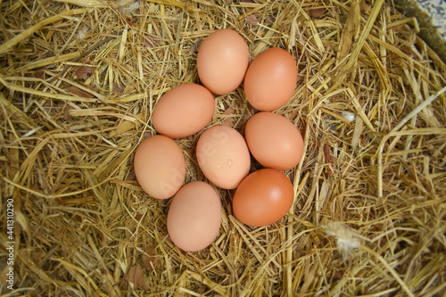 Free Range Chickens (Hen laying eggs)