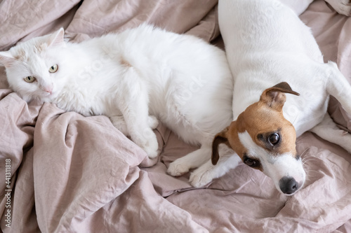 White fluffy cat and dog jack russell terrier lie in bed. Love between pets.