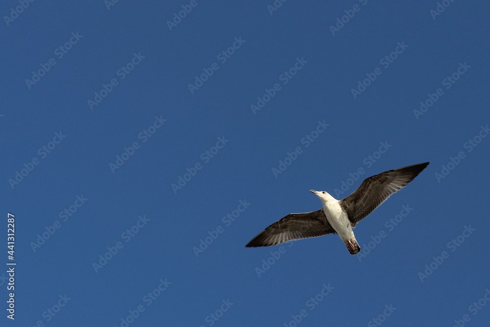 Seagull in the blue cloudless sky