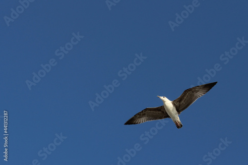 Seagull in the blue cloudless sky