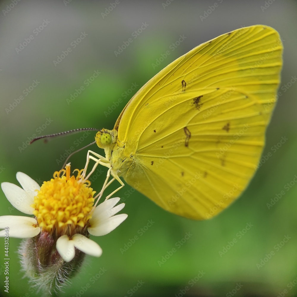butterfly on flower butterfly on flower
