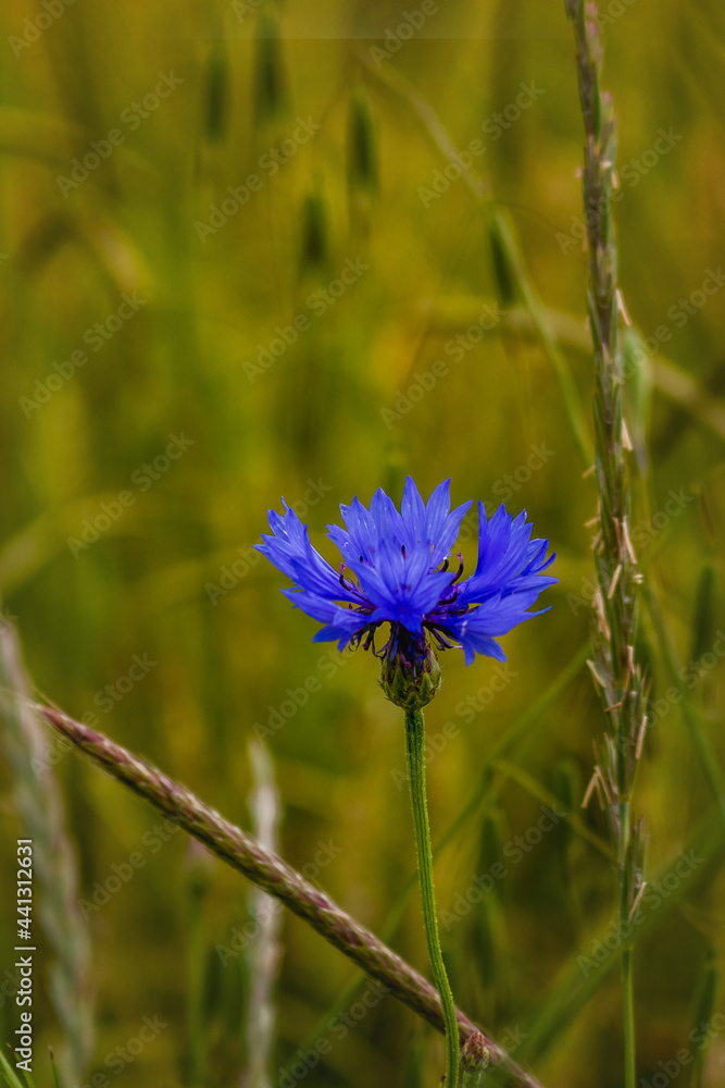 Blue cornflower flower on a blurry background of young green wheat close-up. Vertical image. Blue cornflower flower on a blurry background of young green wheat close-up. Vertical image.