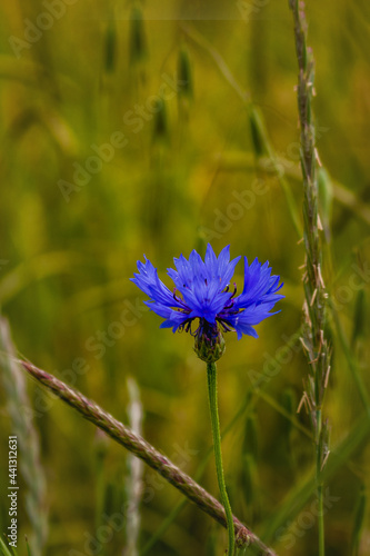 Blue cornflower flower on a blurry background of young green wheat close-up. Vertical image.