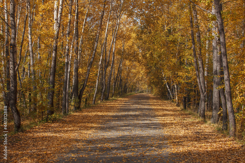 Obraz premium Beautiful autumn landscape with an alley and birches. Walk through the forest on a sunny autumn day. The nature of Russia.