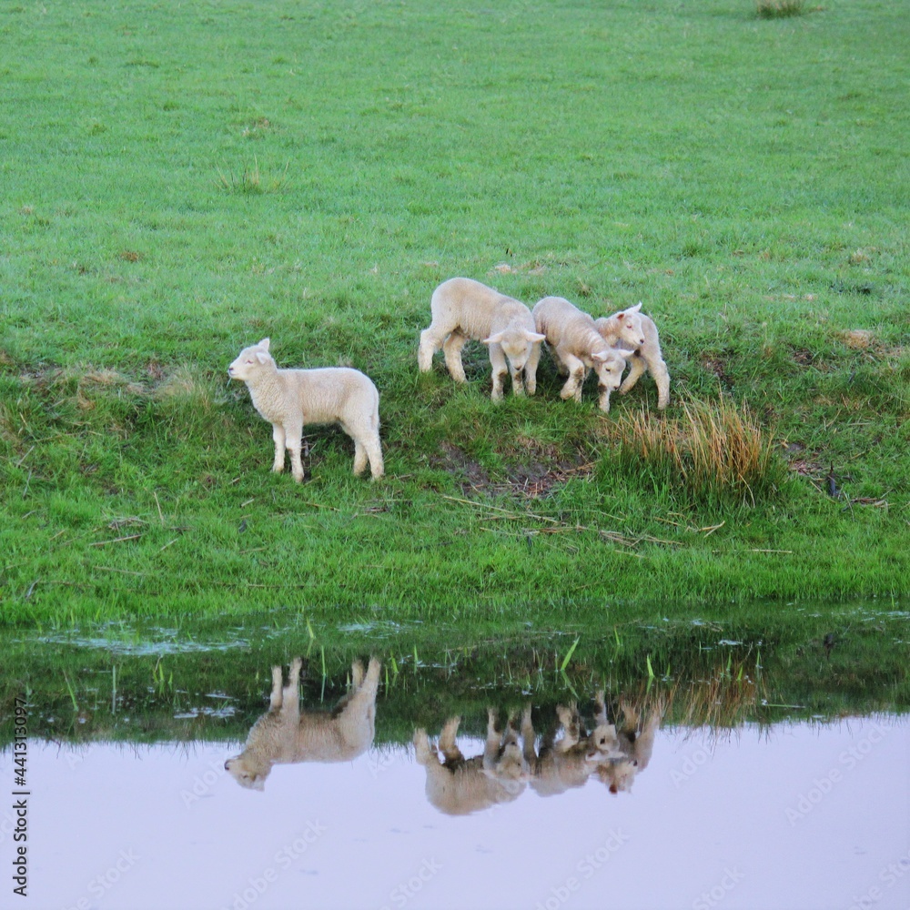 Obraz premium Herd of sheep on the meadow