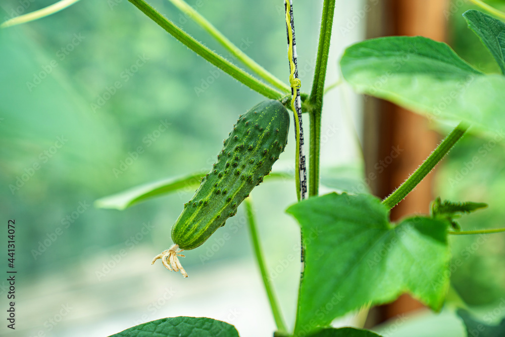young little cucumbers on the bushes in the greenhouse.