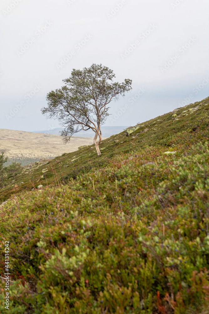 Obraz premium Der einzelne Baum