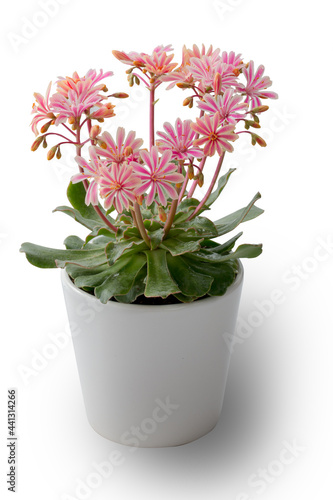 Wallpaper Mural Plant Torontodigital.ca