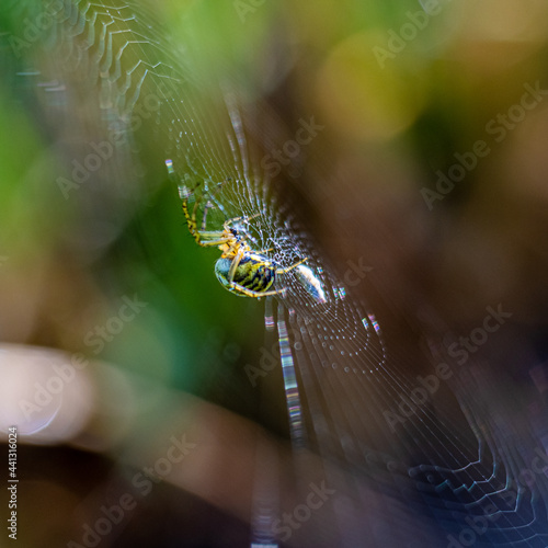 pająk tygrzyk (Argiope bruennichi) w pajęczynie