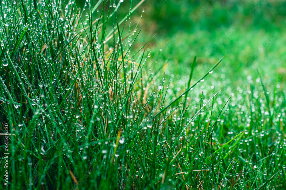 Fototapeta premium zielona trawa pokryta rosą
