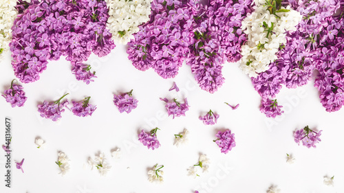 Blooming lilac flowers on white background, Spring concept