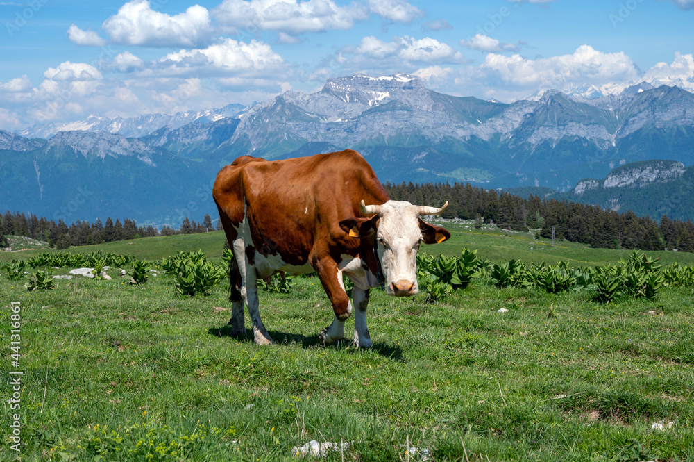 Vaches Abondance broutant au sommet du Semnoz en Haute-Savoie en France au printemps Vaches Abondance broutant au sommet du Semnoz en Haute-Savoie en France au printemps
