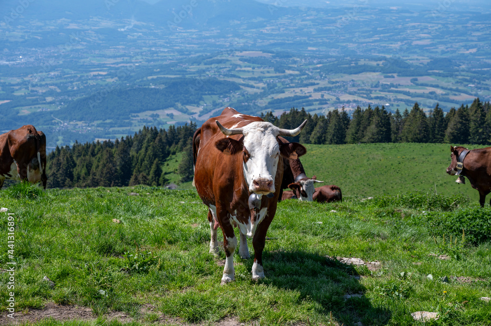 Vaches Abondance broutant au sommet du Semnoz en Haute-Savoie en France au printemps