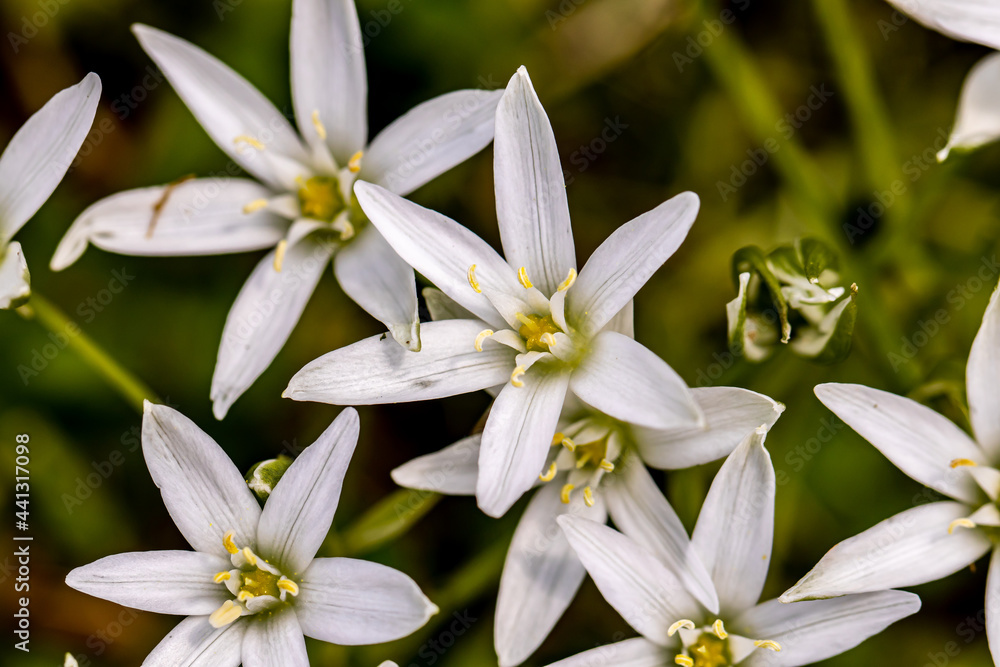 Ornithogalum flower in the garden, close up Ornithogalum flower in the garden, close up