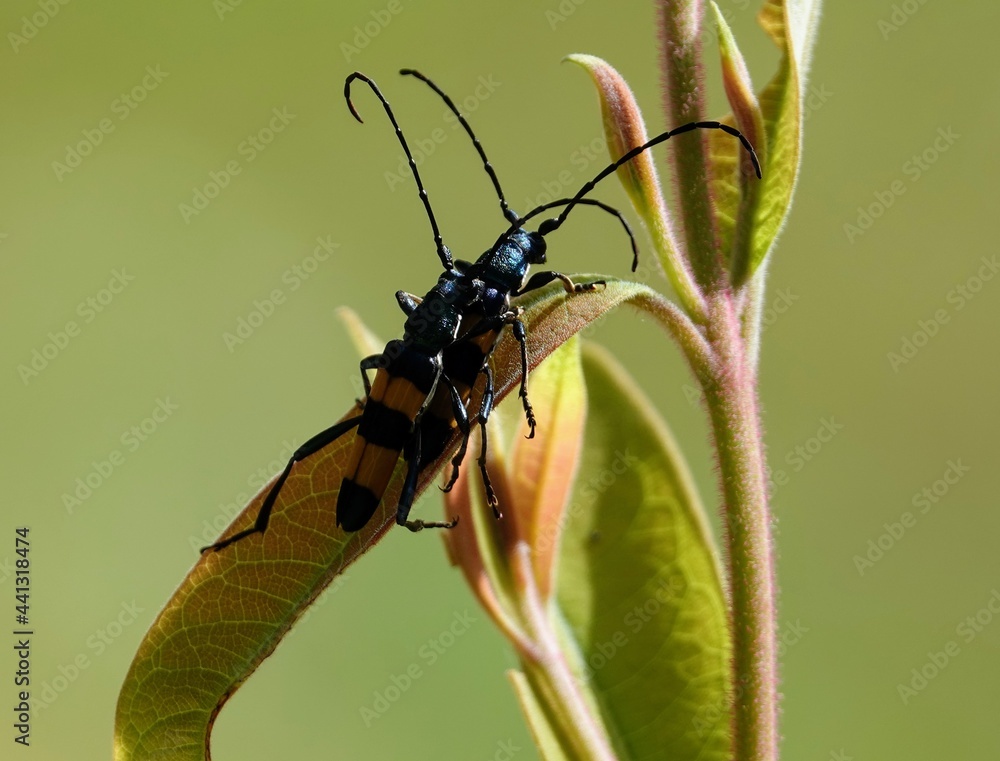 Naklejka premium beetle on a leaf