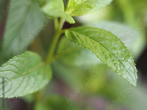 peppermint (Mentha piperita) plant
