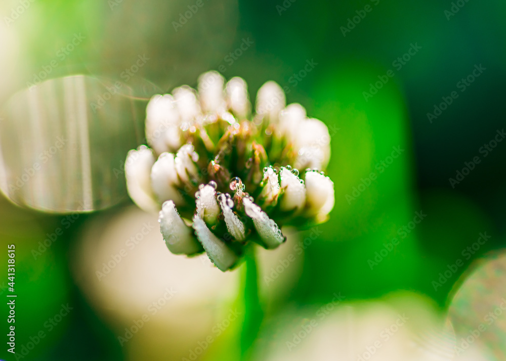 Koniczyna biała, koniczyna rozesłana (Trifolium repens) na zielonym tle traw - obrazy, fototapety, plakaty 