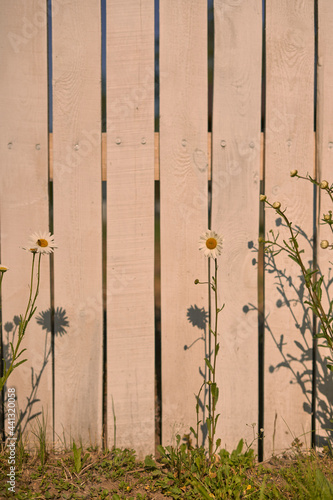 summer sun on the background of a white wooden fence on a green lawn there are daisy flowers growing