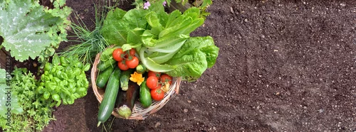 Panel kuchenny z motywem basket filled with colorful fresh vegetables in the garden