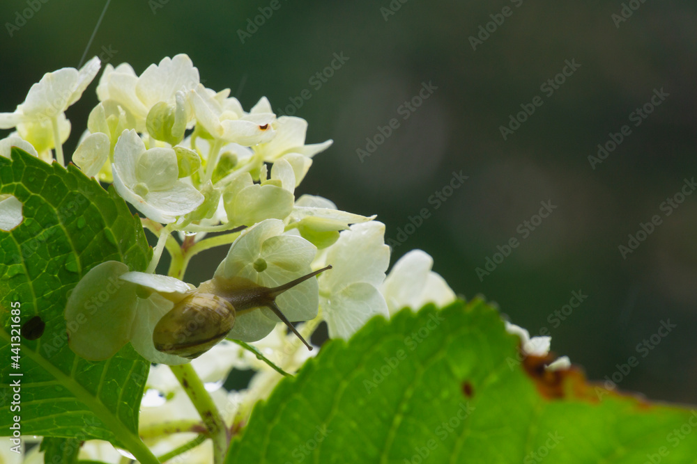 Hydrangea and snail on a rainy day. 雨の日のアジサイとカタツムリ Hydrangea and snail on a rainy day. 雨の日のアジサイとカタツムリ