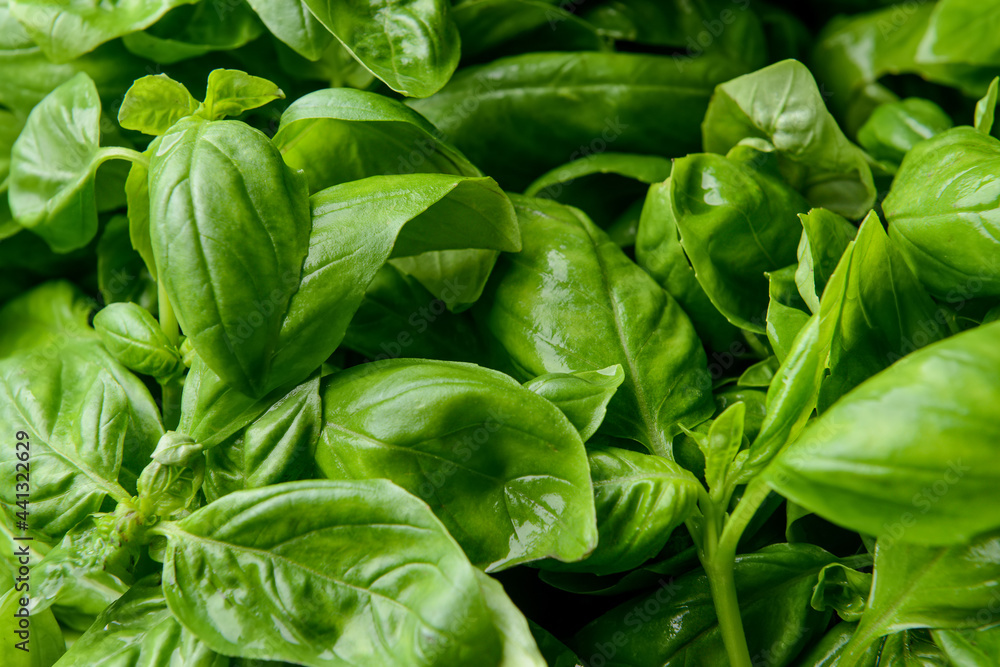 Fresh basil leaves as background, closeup Fresh basil leaves as background, closeup