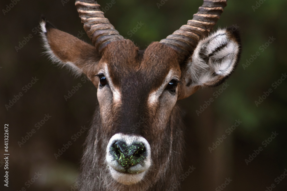Wild african life. Close up of a cute Waterbuck (the large antelope) looking at the camera and posing in the Savannah. Wild african life. Close up of a cute Waterbuck (the large antelope) looking at the camera and posing in the Savannah.