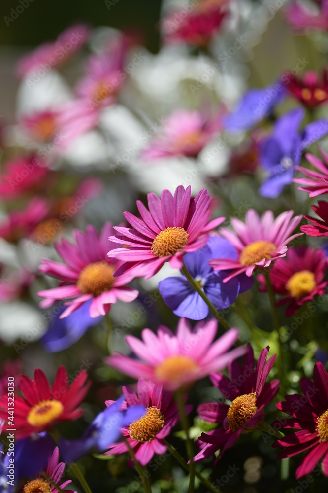 Fototapeta premium 小さな花