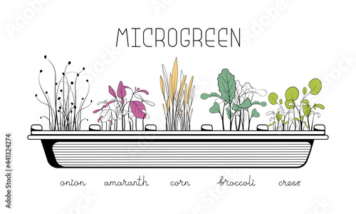 Microgreen sketch vector illustration. Green for home gardening. Amaranth, broccoli, corn, cress, onion sprouts for salad. Reuse and rot concept. Growth seed in eggs container. Zero waste lifestyle.