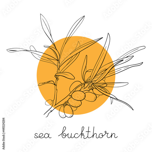 Sea buckthorn branch on circle background. Sketch illustration berries and leaves. Hand drawn black graphic clipart